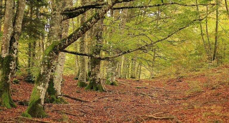 Tras analizar 100 paisajes de Europa, National Geographic da su veredicto: el Nº1 para desconectar está en Navarra