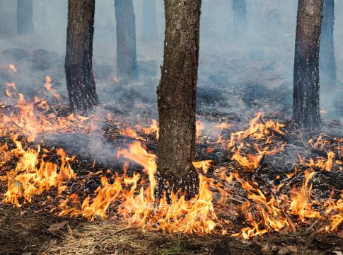 UN SISTEMA QUE PREDICE UN INCENDIO FORESTAL A NIVEL INTERNACIONAL UN SISTEMA QUE PREDICE UN INCENDIO FORESTAL A NIVEL INTERNACIONAL