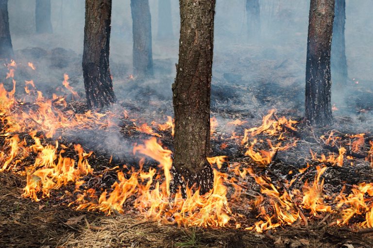 Un incendio forestal descontrolado en la Sierra de Alcubierre (Zaragoza) arrasa 1.000 hectáreas y moviliza a 250 efectivos