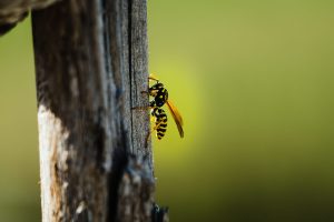 Mosquito, avispa o garrapata: cómo diferenciar picaduras de insectos y evitar sustos este verano