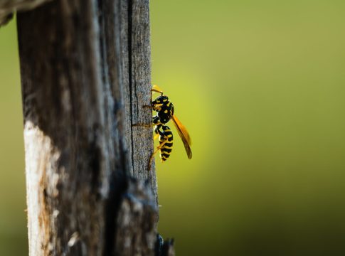 captura-de-pantalla-de-una-avispa-posada-sobre-una-superficie-de-madera-sobre-un-fondo-borroso