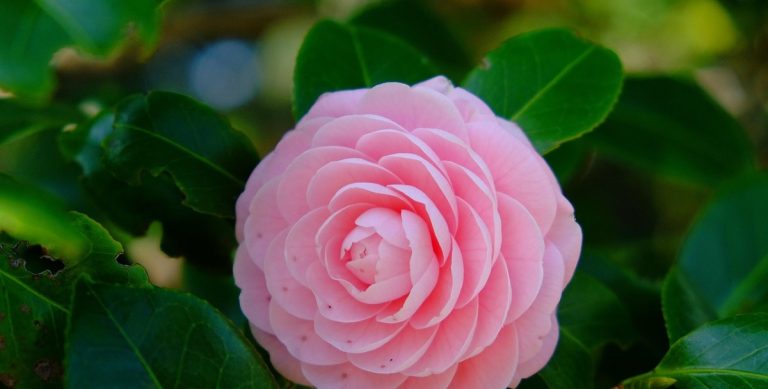 Flores que más se regalan