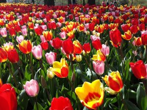Jardín Botánico de Valencia gratis: el plan que no te puedes perder del 23 al 25 de octubre