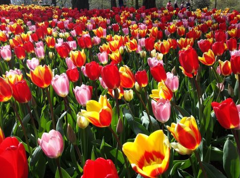flores2
