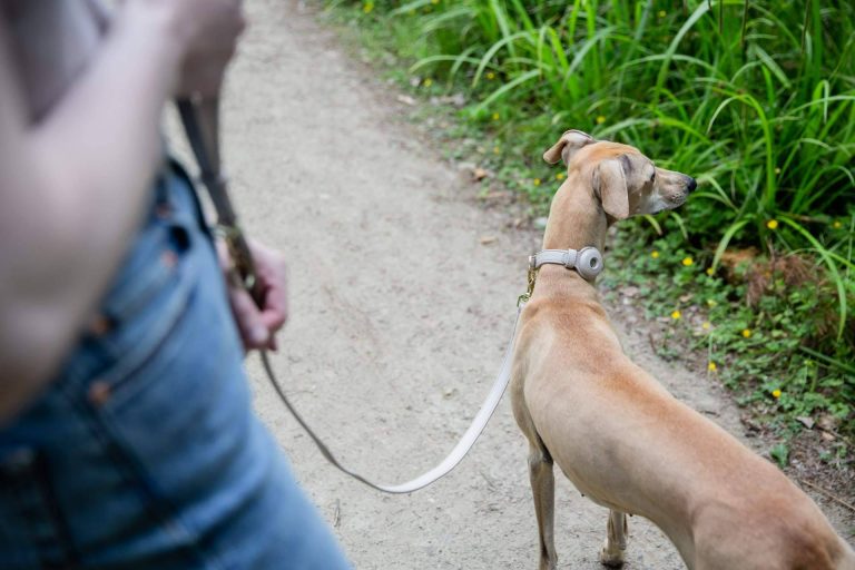 Radiografía del 'pet parenting' en España; el 49% de los hogares tiene mascota y La Rioja lidera la inversión en bienestar animal