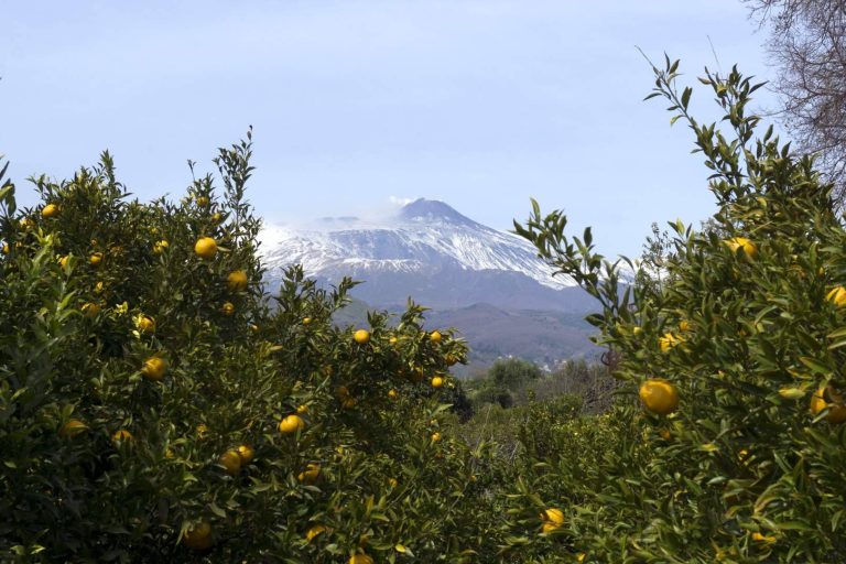 Cinturrino Fruit Management vuelve a casa; nace en Vittoria la primera agencia agroalimentaria de Sicilia