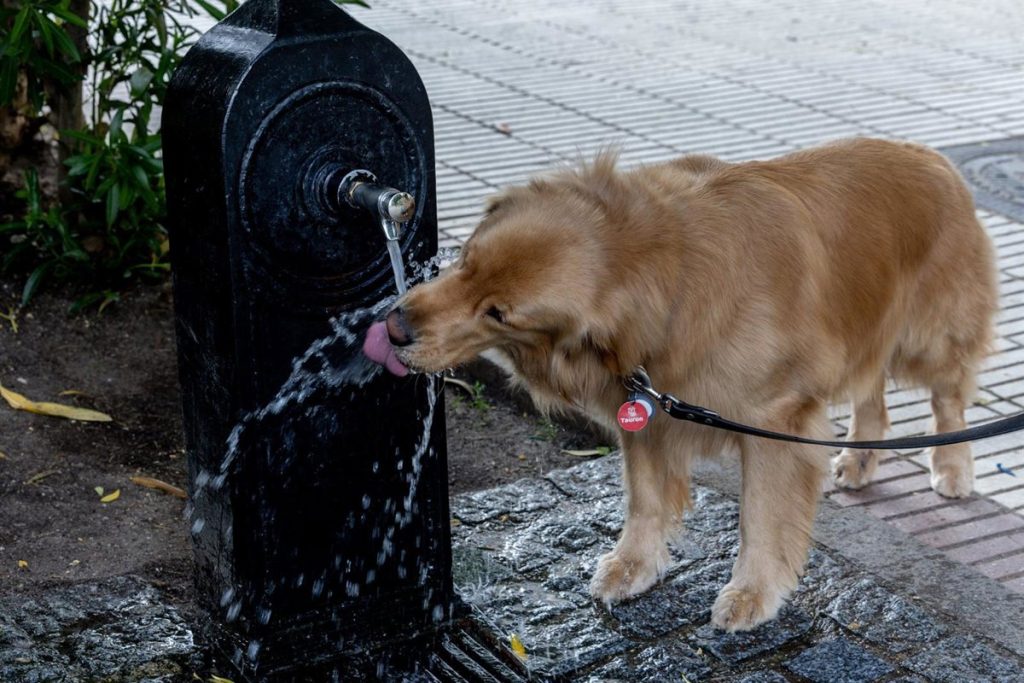 Bebés, mayores, animales y personas con movilidad reducida, las víctimas silenciosas del calor del verano 2 Un perro bebe agua de una fuente durante un episodio de calor