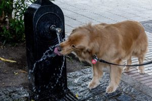 Un perro bebe agua de una fuente durante un episodio de calor
