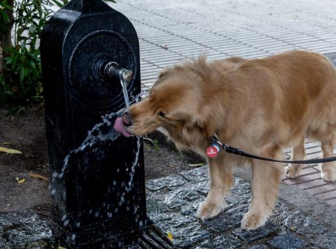 Un perro bebe agua de una fuente durante un episodio de calor Un perro bebe agua de una fuente durante un episodio de calor