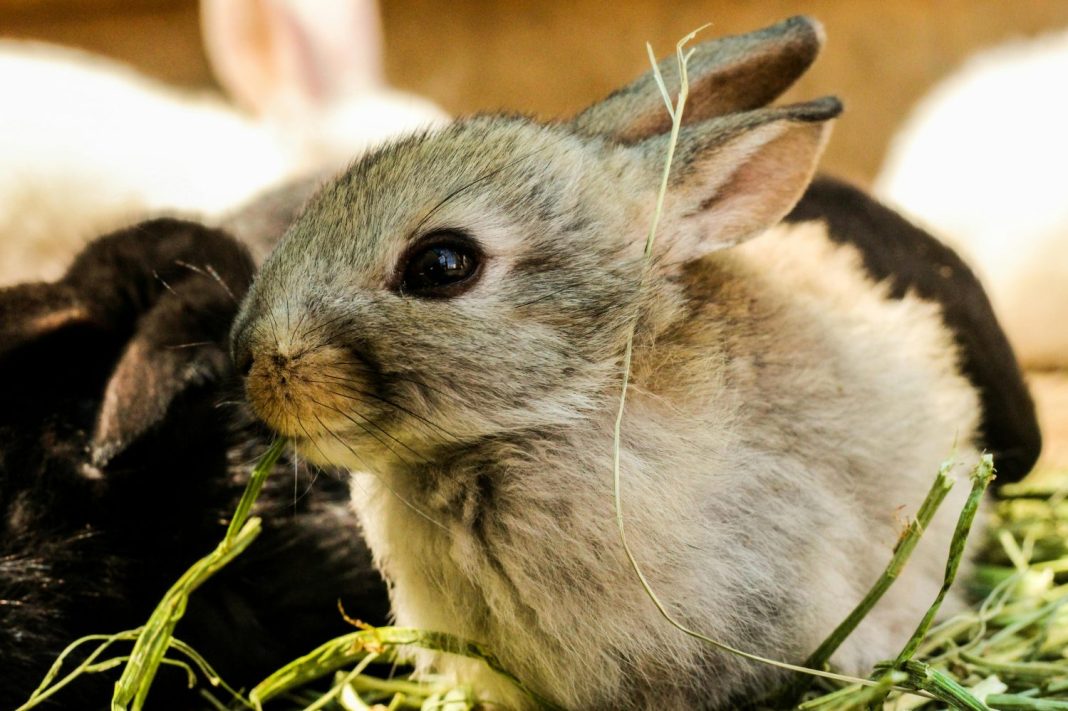 Un problema ecológico más que sanitario