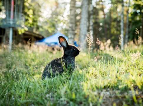 ¿Por qué se ha vuelto viral ahora los conejos con tentáculos negros en la cabeza? | Fuente: Pexels ¿Por qué se ha vuelto viral ahora los conejos con tentáculos negros en la cabeza?
