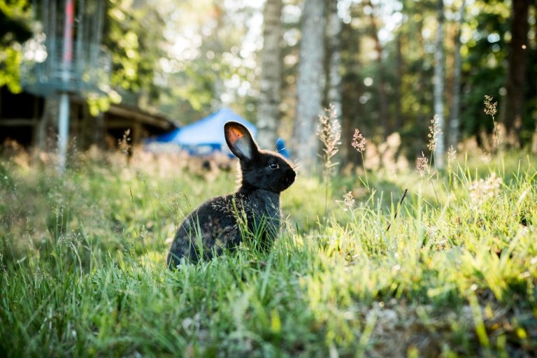 Conejo ibérico: la nueva especie que llevaba siglos oculta en la Península
