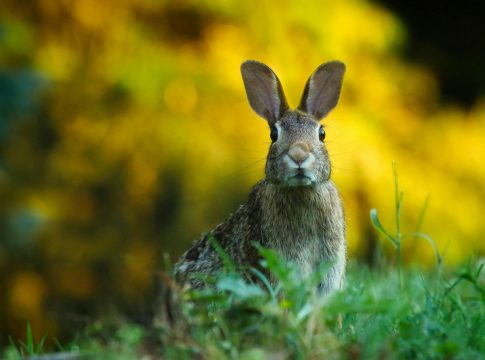 El virus detrás de los conejos con tentáculos negros en la cabeza | Fuente: Pexels El virus detrás de los conejos con tentáculos negros en la cabeza