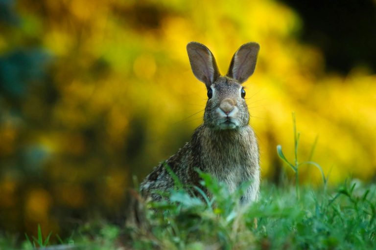 Descubren que el conejo ibérico es una especie única y esto cambia todo para su conservación