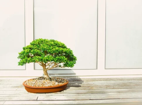 El bonsái, aunque elegante, limita tu prosperidad si lo ubicas mal | Fuente: Pexels El bonsái, aunque elegante, limita tu prosperidad si lo ubicas mal