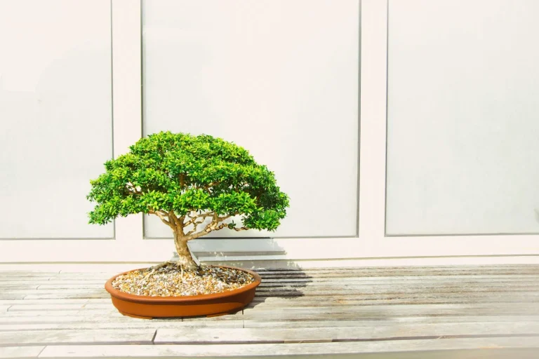 Descubre la técnica daisugi de Japón: madera de calidad sin talar ni un árbol
