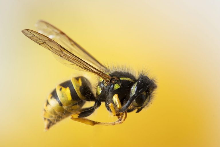 Descubren las abejas obreras especializadas que crean las celdas clave para el desarrollo de la reina