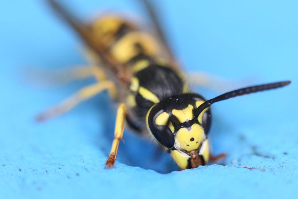 primer plano de la avispa en la superficie azul