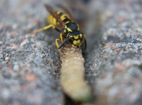primer-plano-de-un-insecto-en-la-roca-que-come-gusanos-avispa-de-chaqueta-amarilla-noruega