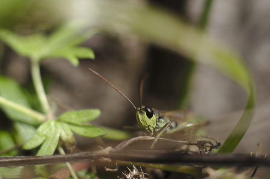 primer plano de un insecto en una hoja