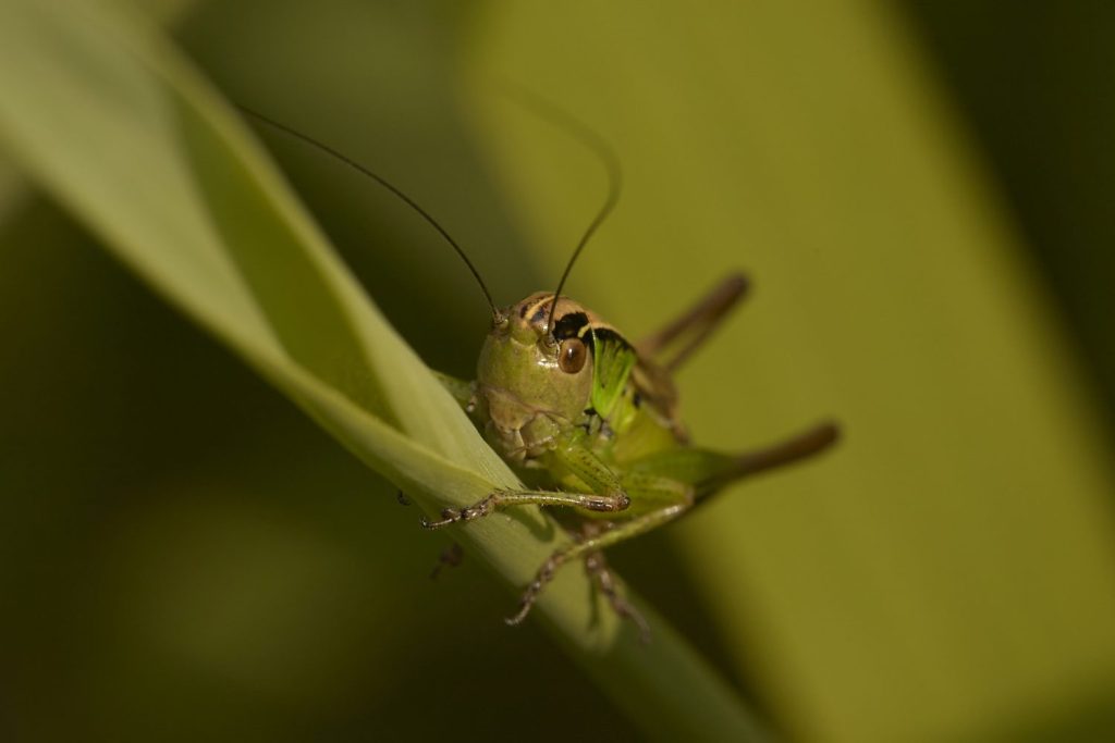 primer plano de un insecto en una hoja 2