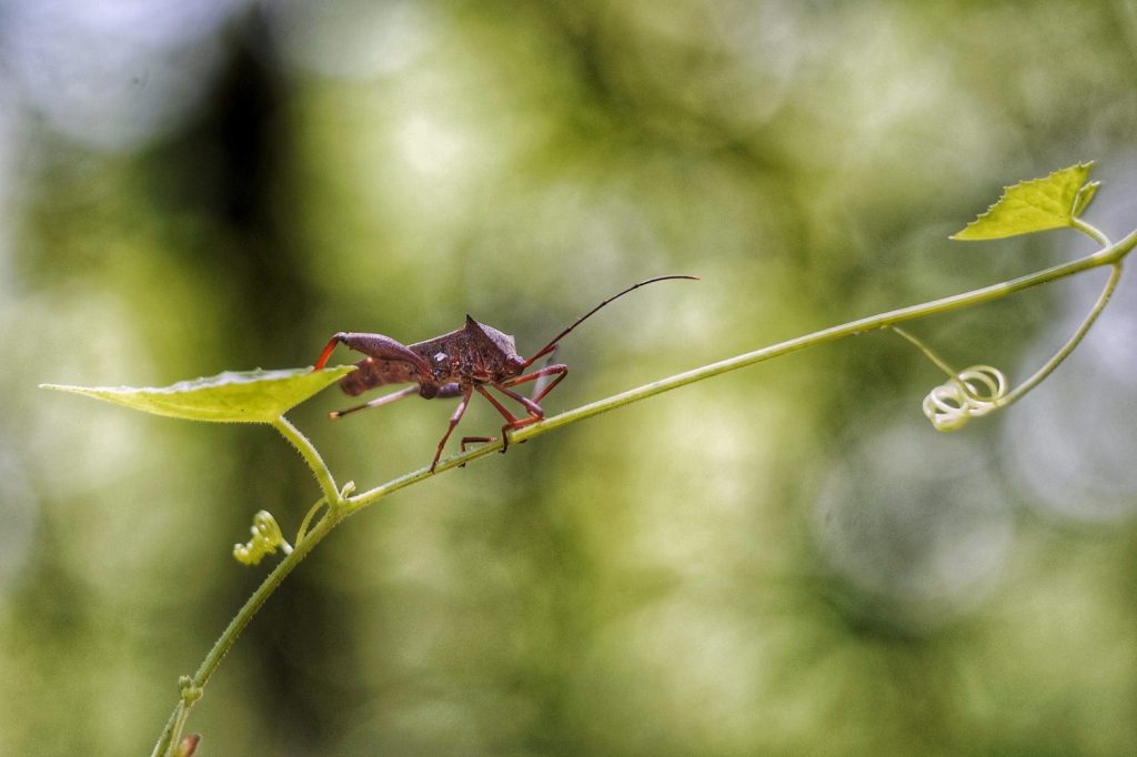 primer plano de un insecto en una planta 1