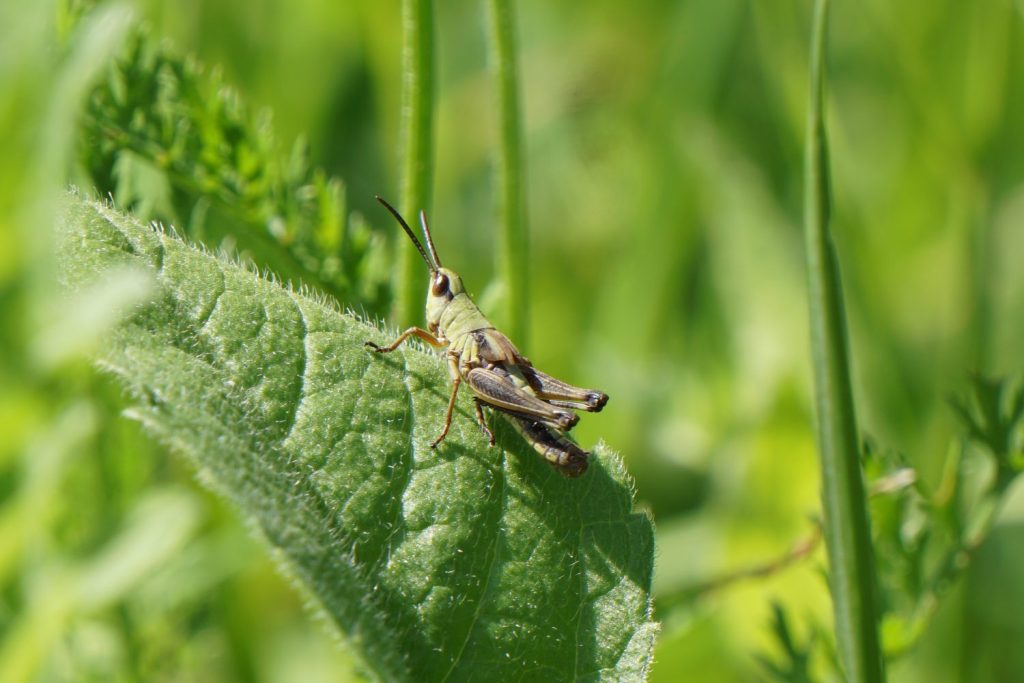 primer plano de un insecto en una planta