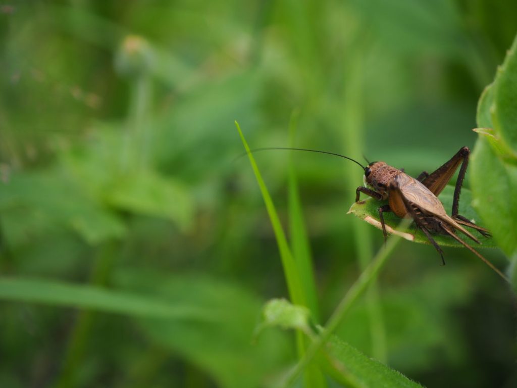 un primer plano de un insecto en una hoja de hierba