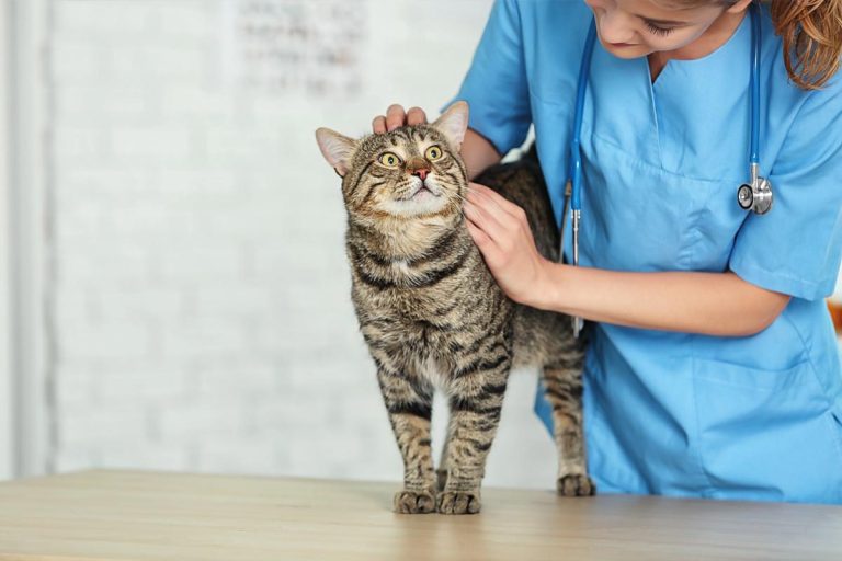 La falta de veterinarios rurales en España preocupa en Europa: la OCV lo expone en Finlandia