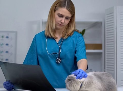 La paradoja de los veterinarios en España y por qué aumenta la carrera peor pagada para recién graduados Fuente: Freepik La paradoja de los veterinarios en España y por qué aumenta la carrera peor pagada para recién graduados Fuente: Europa Press
