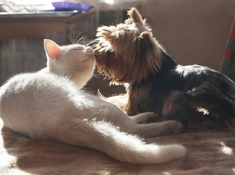 COMUNICACIÓN CON HUMANOS DE PERROS Y GATOS COMUNICACIÓN CON HUMANOS DE PERROS Y GATOS