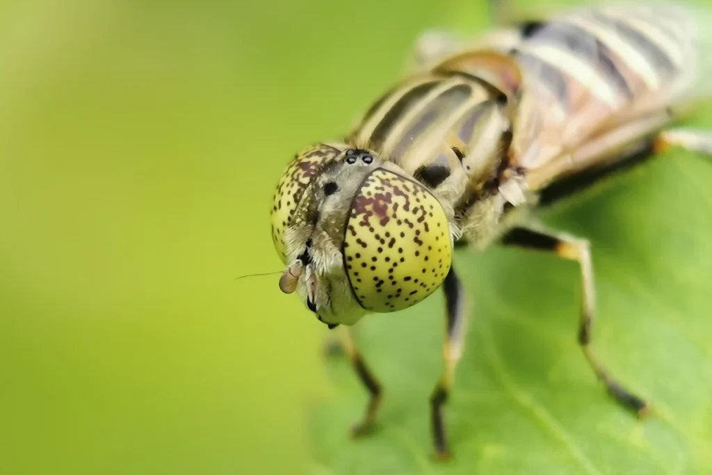 Declive de insectos y sus consecuencias en los ecosistemas