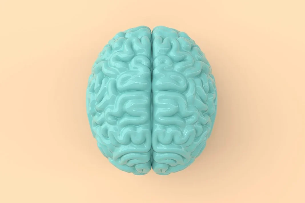 EL NEOCÓRTEX DEL CEREBRO, CLAVE