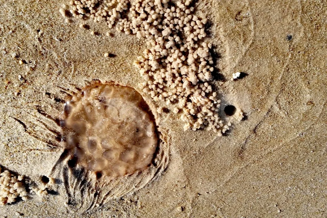ESTA BACTERIA ES NATIVA DEL DESIERTO