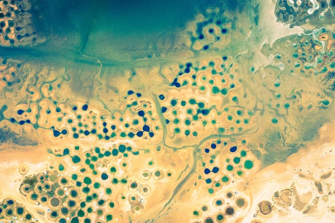 ESTA CIANOBACTERIA SOBREVIVE A LA RADIACCIÓN