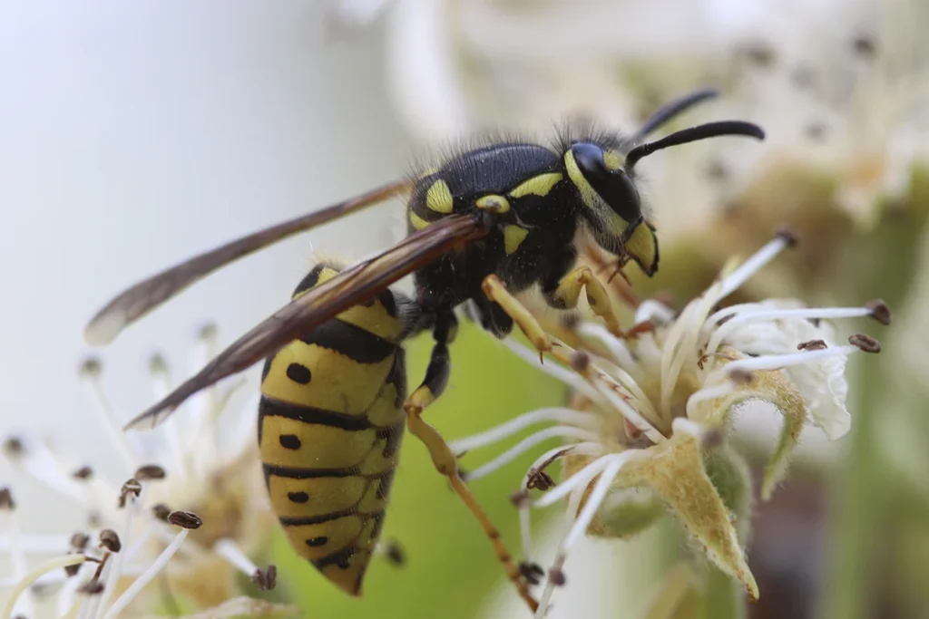 Efectos de la disminución de insectos en el equilibrio natural
