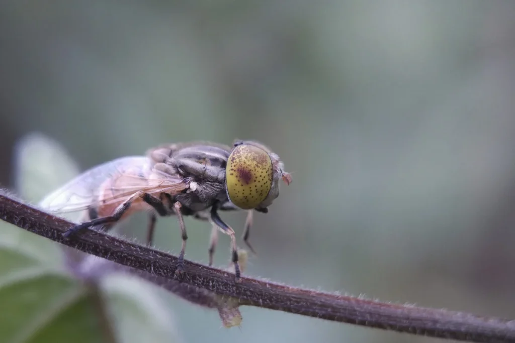 Impacto ambiental de la desaparición de especies de insectos