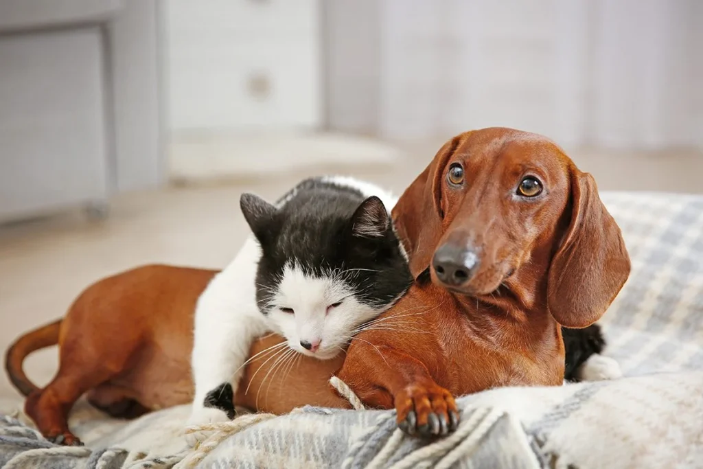 LA CIENCIA ANALIZA LA INTELIGENCIA DE PERROS Y GATOS