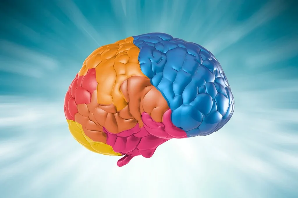 LA LONGITUD DEL PULGAR Y EL CEREBRO