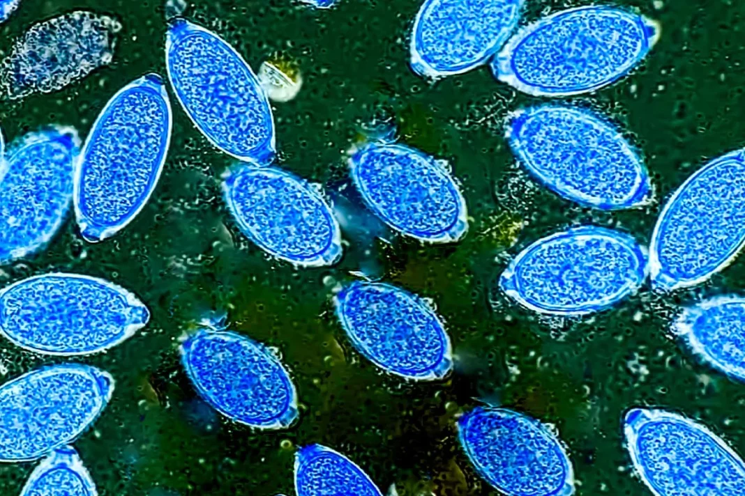 LA UTILIDAD DE ESTA CIANOBACTERIA PARA LA BIOTECNOLOGÍA ESPACIAL