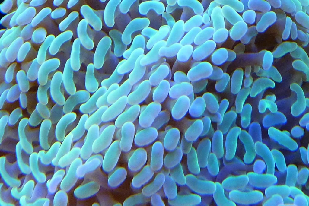 LA VERSATILIDAD DE ESTA CIANOBACTERIA