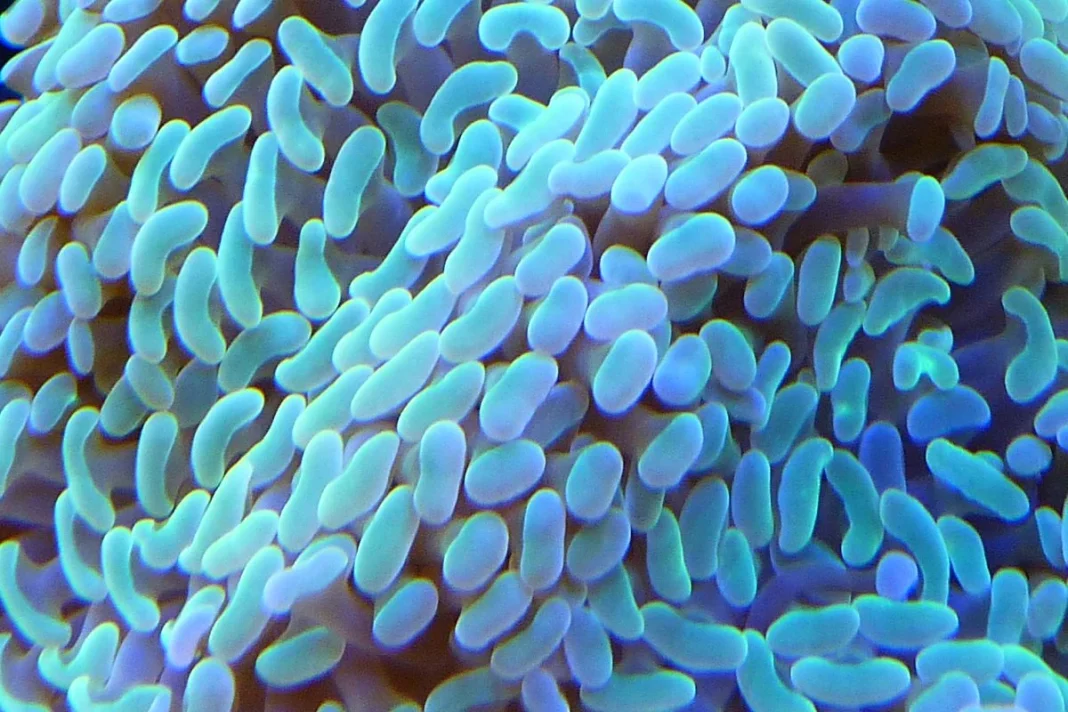 LA VERSATILIDAD DE ESTA CIANOBACTERIA