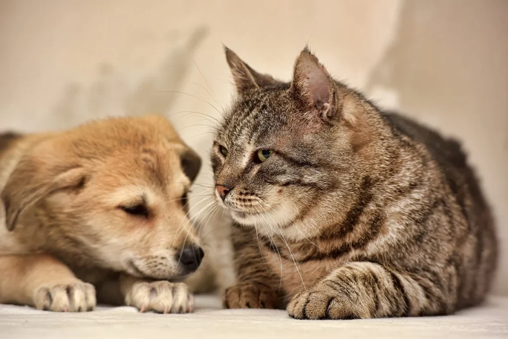 LOS GATOS NO SON MENOS INTELIGENTES QUE LOS PERROS