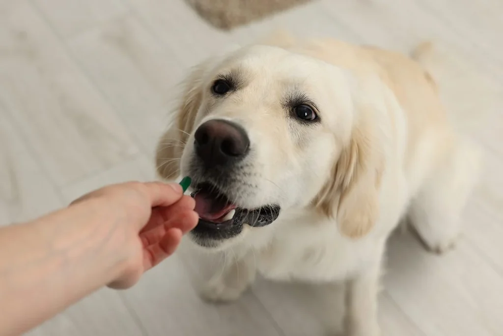 LOS PERROS PODRÍAN PROLONGAR SU LONGEVIDAD EN UN 30%