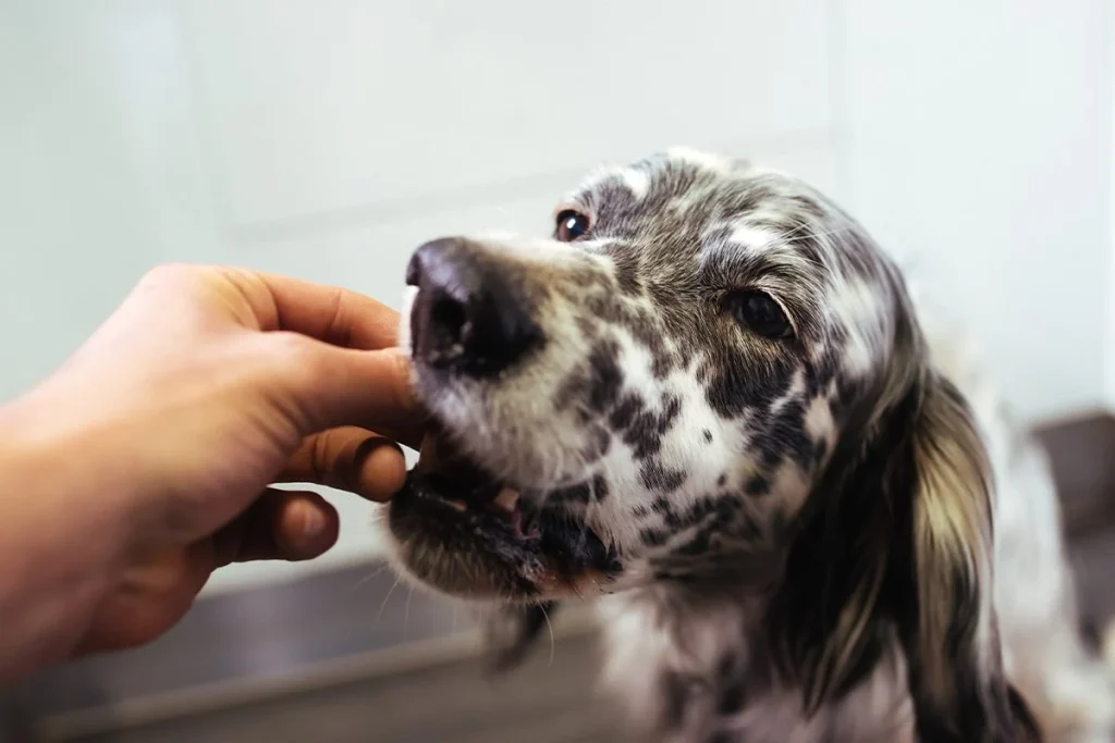 LOS PERROS SON EL MODELO PERFECTO PARA ESTUDIAR EL ENVEJECIMIENTO