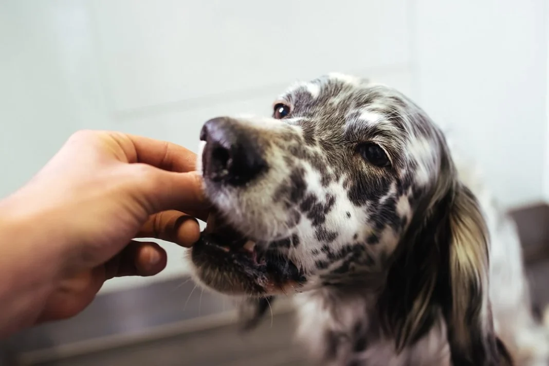 LOS PERROS SON EL MODELO PERFECTO PARA ESTUDIAR EL ENVEJECIMIENTO