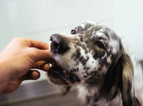 LOS PERROS SON EL MODELO PERFECTO PARA ESTUDIAR EL ENVEJECIMIENTO LOS PERROS SON EL MODELO PERFECTO PARA ESTUDIAR EL ENVEJECIMIENTO