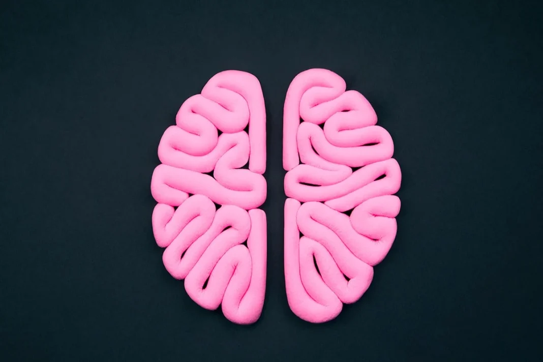 LOS PULGARES MÁS GRANDES SIGNIFICAN UN CEREBRO DE MAYOR TAMAÑO