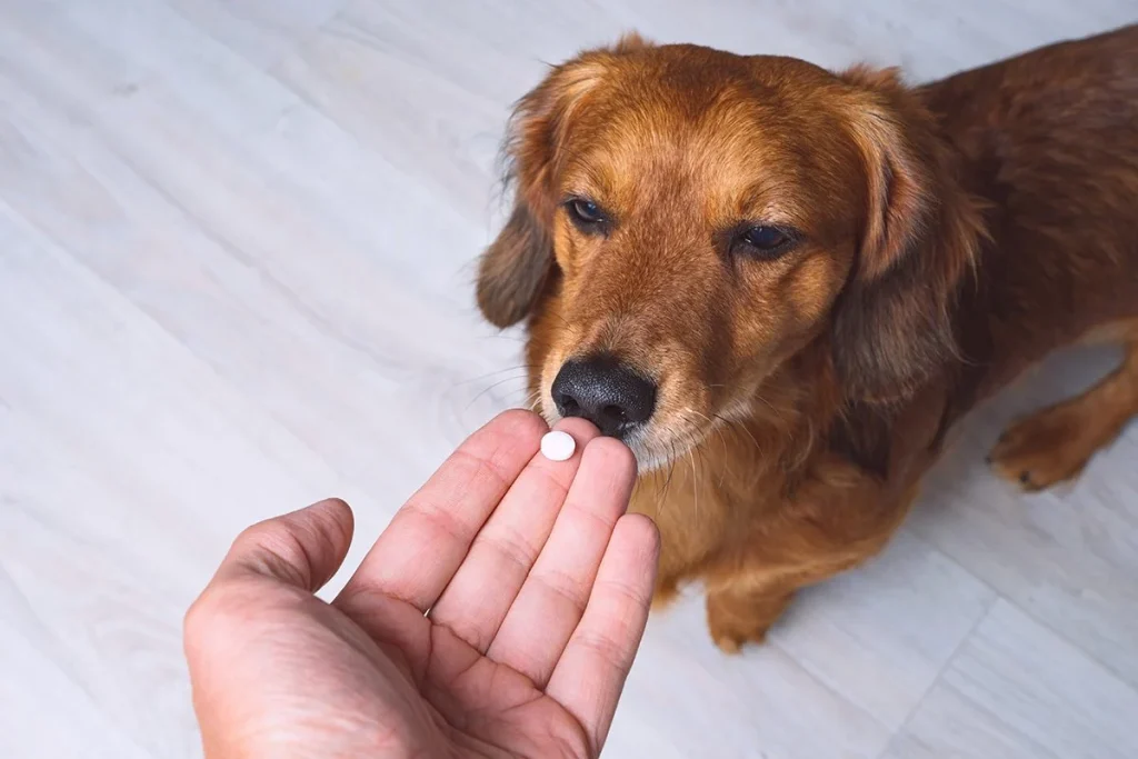 LOY-002 LA PASTILLA QUE PUEDE RETRASAR ENFERMEDADES EN PERROS