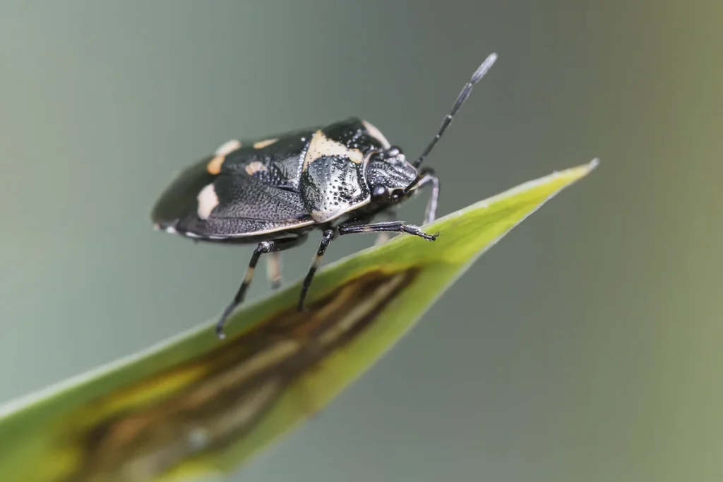 La crisis ecológica provocada por la pérdida de insectos